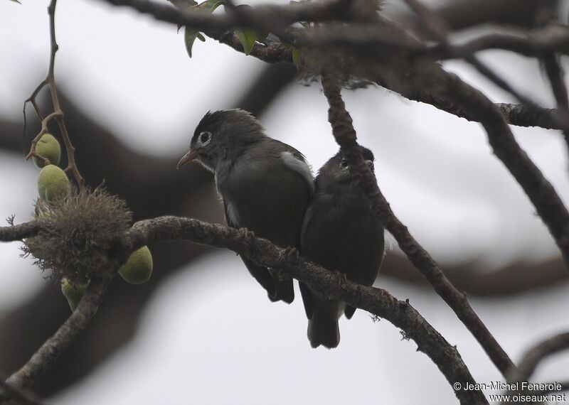 Black-capped Speirops 