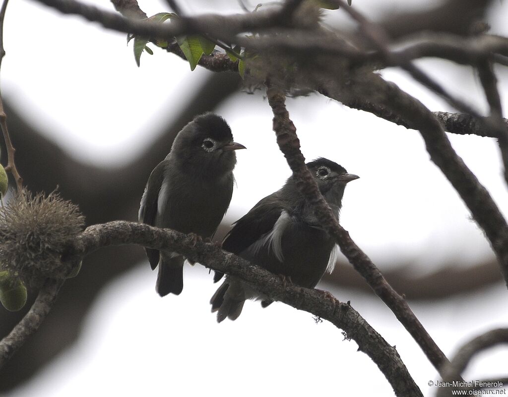 Black-capped Speirops 