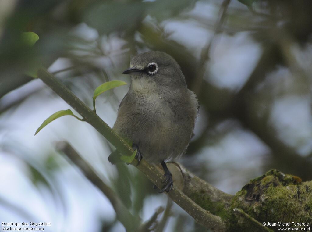 Zostérops des Seychelles