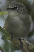 Seychelles White-eye