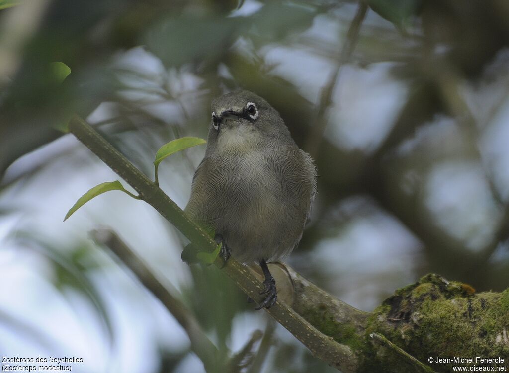 Seychelles White-eye