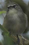 Seychelles White-eye