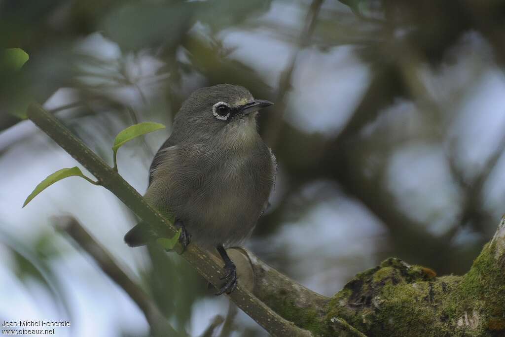 Seychelles White-eye, identification