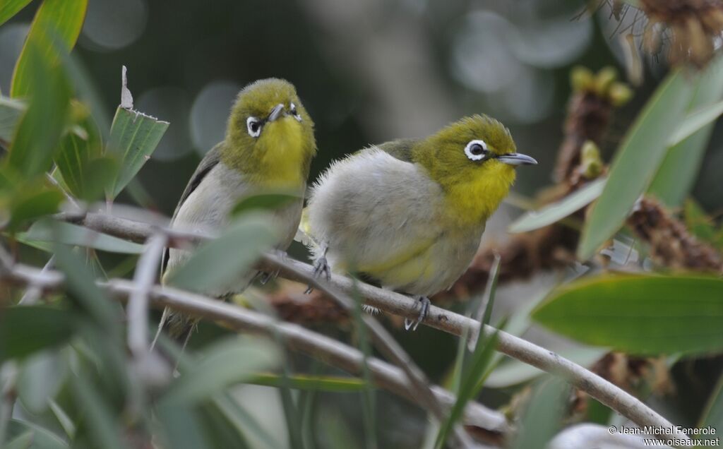 Warbling White-eye