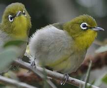 Warbling White-eye