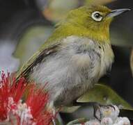 Warbling White-eye