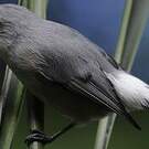 Zostérops gris