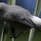 Zostérops gris
