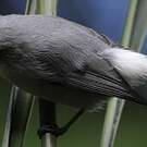 Zostérops gris