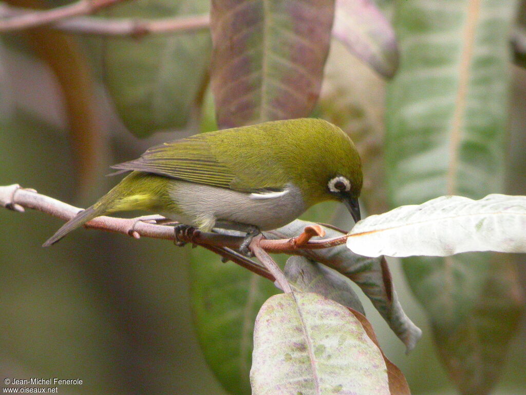 Zostérops malgache