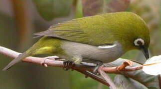 Malagasy White-eye