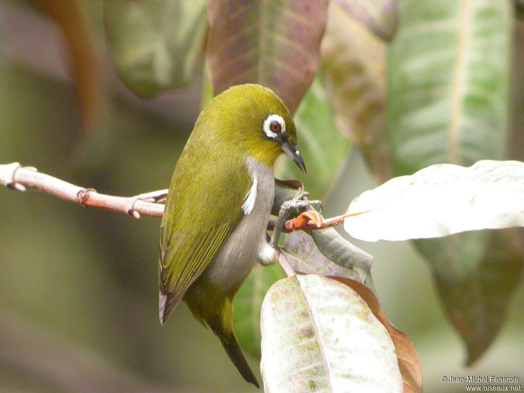 Zostérops malgache