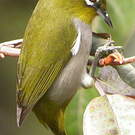 Zostérops malgache