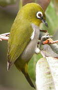 Malagasy White-eye