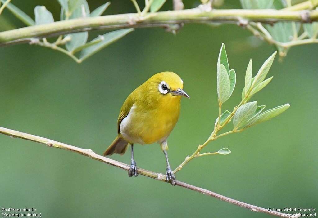 Small Lifou White-eye