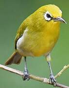 Small Lifou White-eye