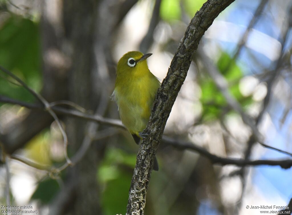 Small Lifou White-eye