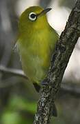 Small Lifou White-eye