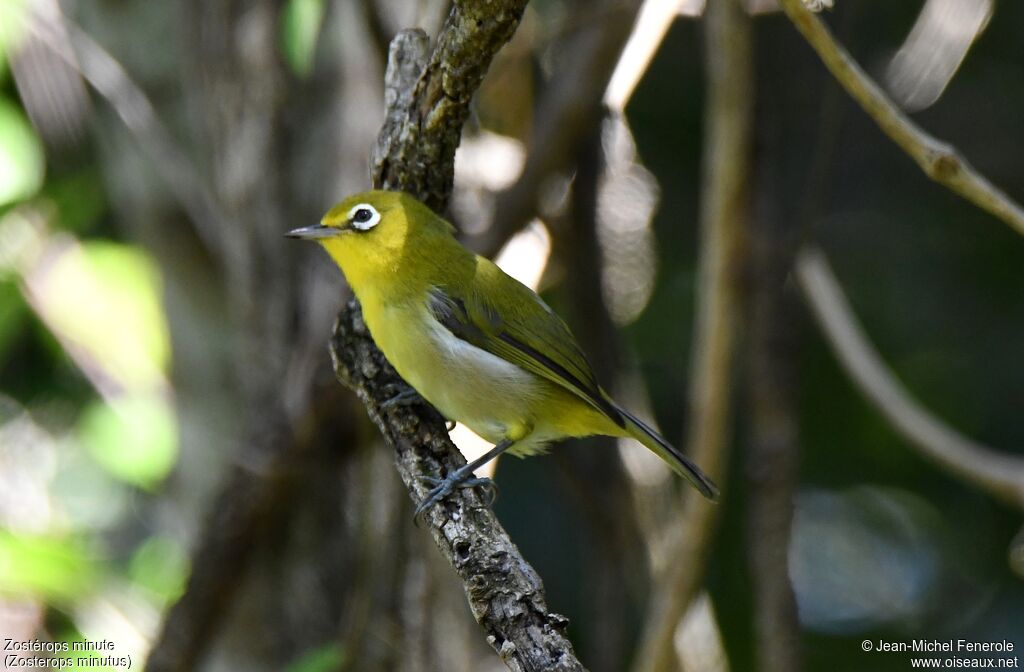 Small Lifou White-eye