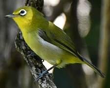 Small Lifou White-eye