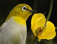 Indian White-eye