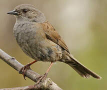 Dunnock