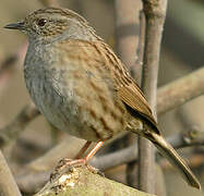 Dunnock