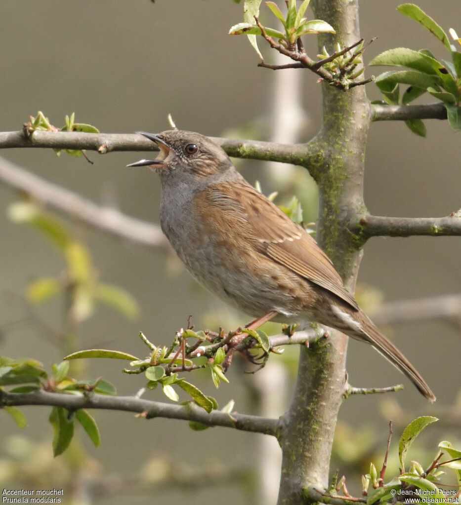 Dunnock male adult