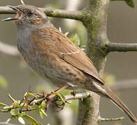 Dunnock