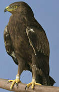 Lesser Spotted Eagle