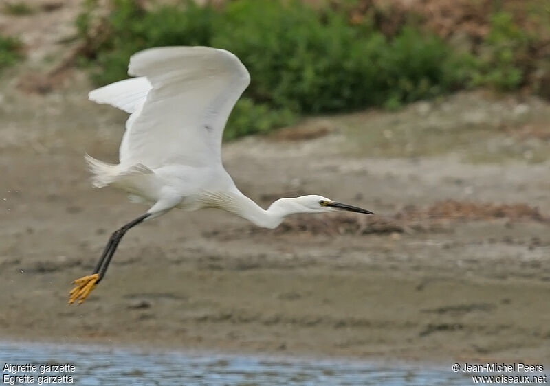 Aigrette garzette