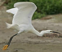 Aigrette garzette