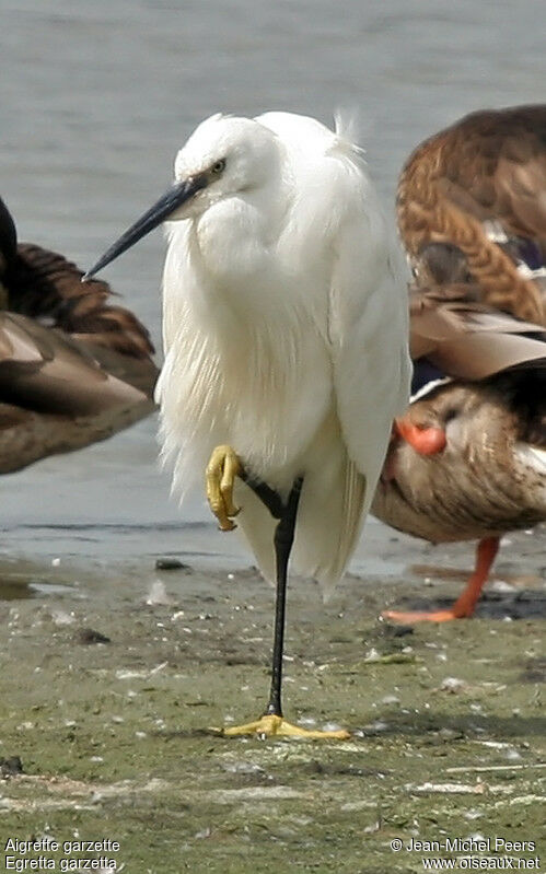 Little Egret