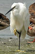 Aigrette garzette