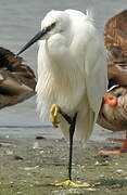 Little Egret