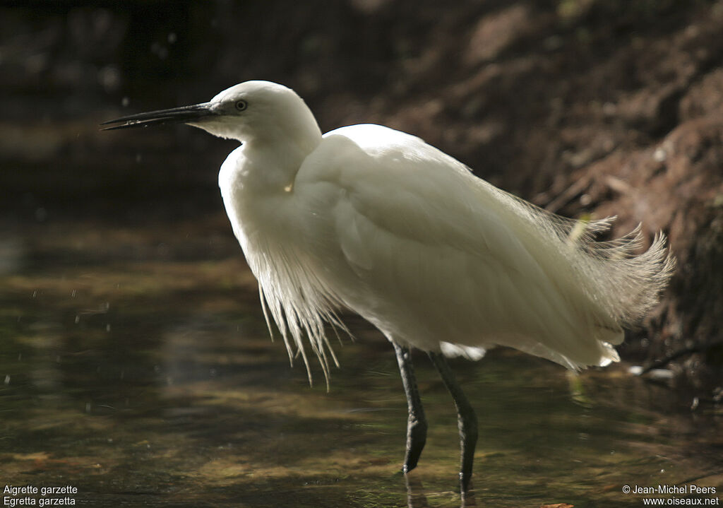 Little Egretadult