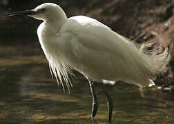 Aigrette garzette