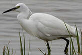 Aigrette garzette