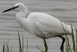 Little Egret