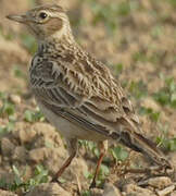 Eurasian Skylark