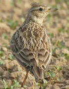 Eurasian Skylark