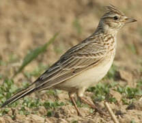 Eurasian Skylark