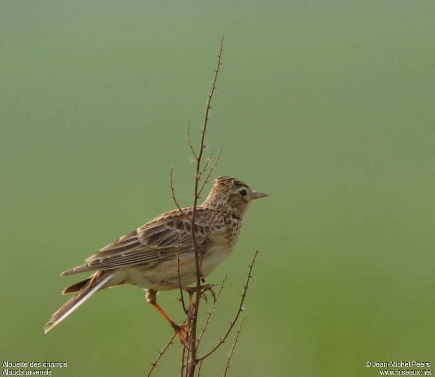 Eurasian Skylarkadult