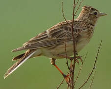 Eurasian Skylark