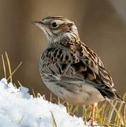 Woodlark