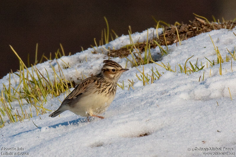 Woodlarkadult, walking