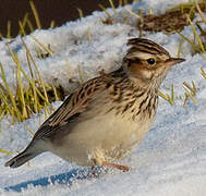 Woodlark