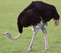 Common Ostrich