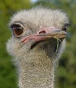 Common Ostrich