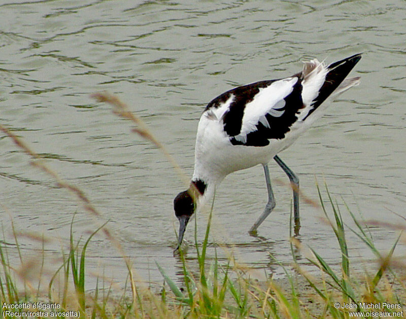 Avocette éléganteadulte